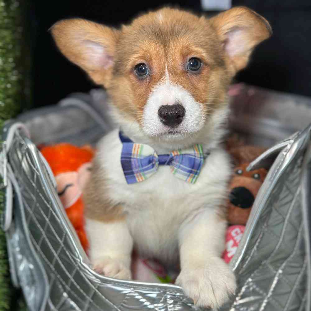 carousel pet images