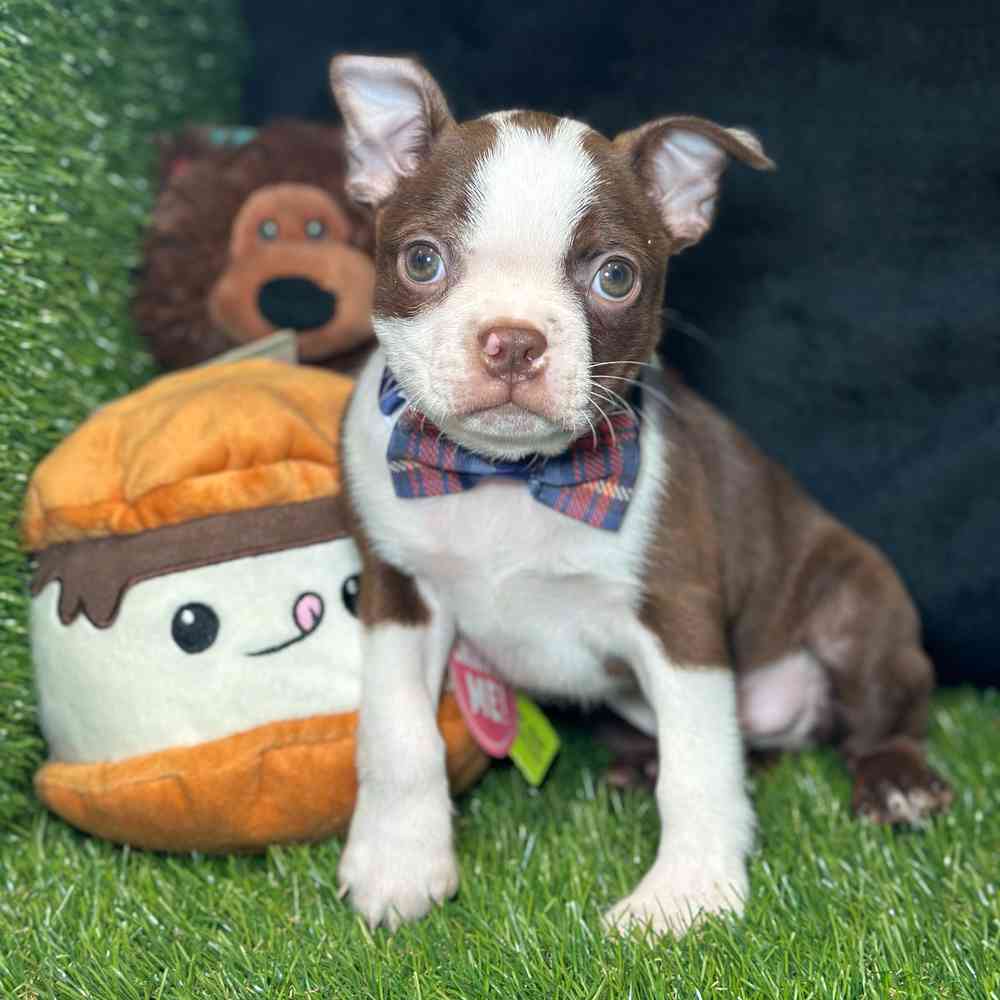 carousel pet images