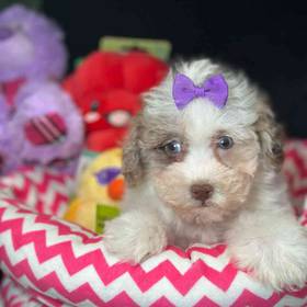 Poodle