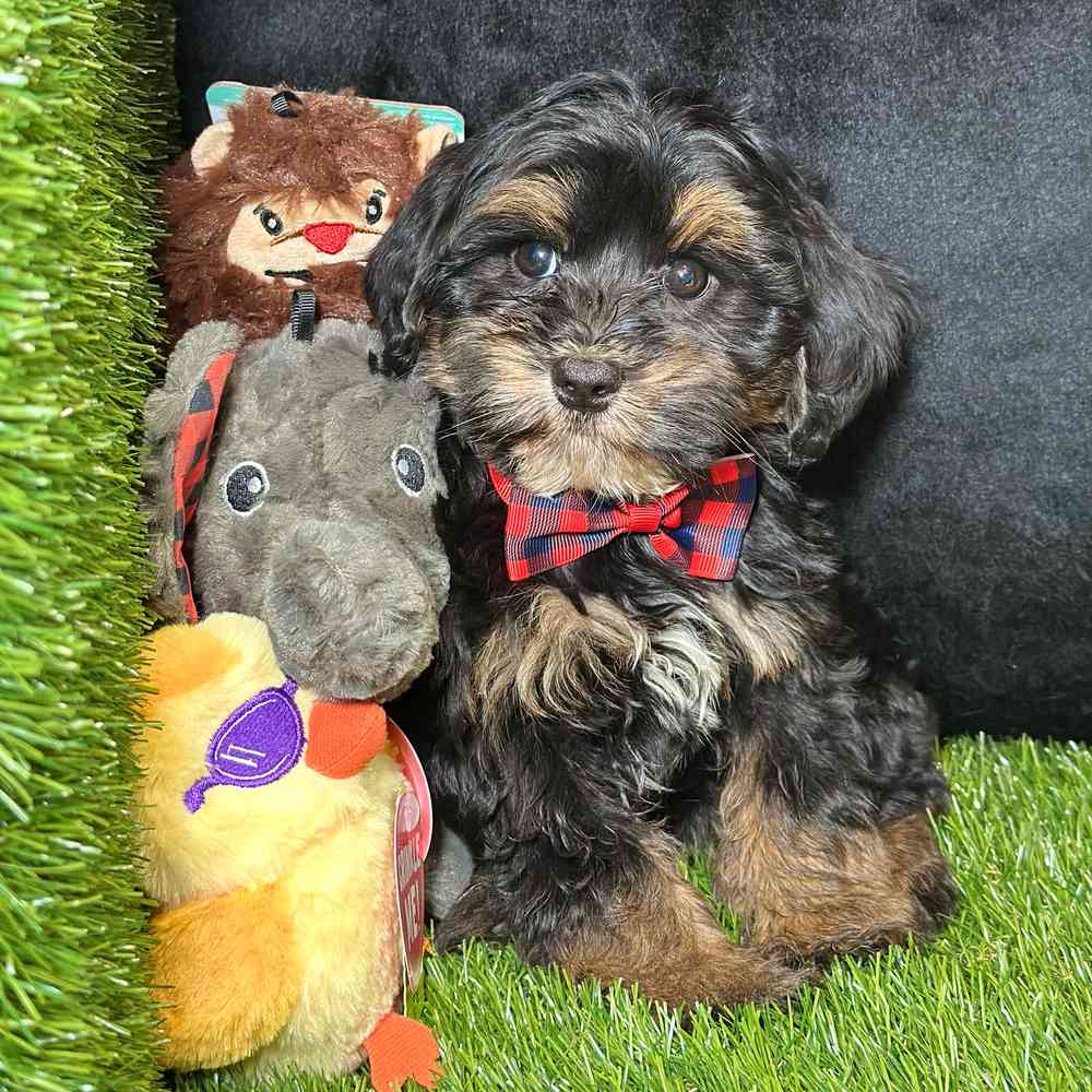 carousel pet images