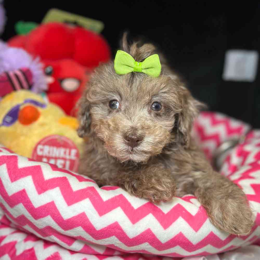 carousel pet images
