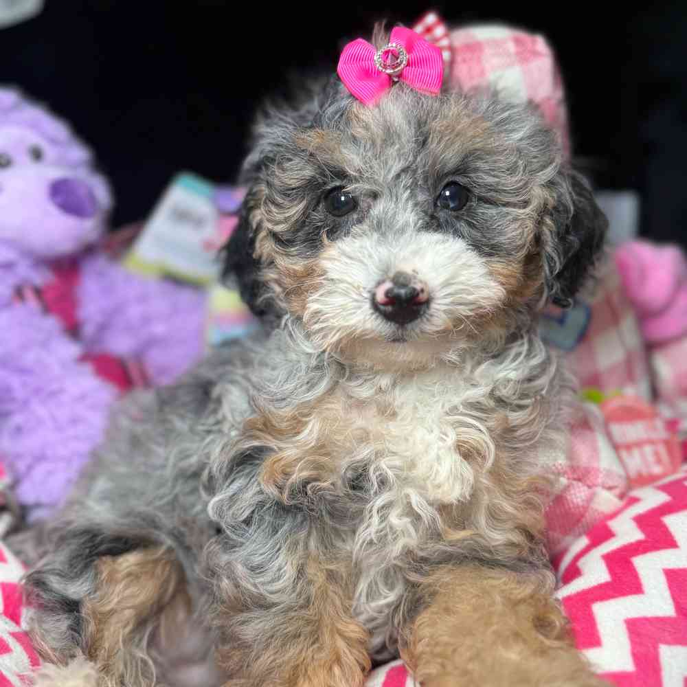 carousel pet images