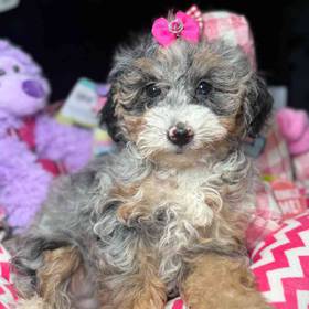 Mini Bernedoodle